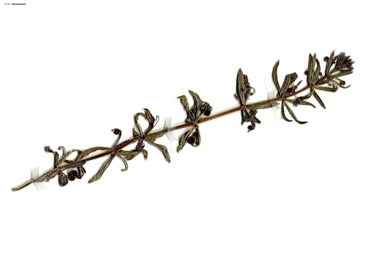 Galium tricornutum (Rubiaceae)